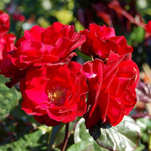 Ruža floribunda Europana - : Monžstvo balíkov: 1 sad