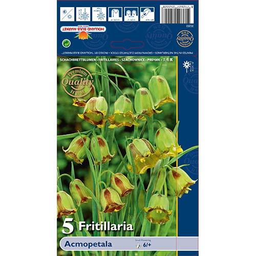 5 Stück, Schachbrettblume (Fritillaria) Acmopetala - Blumenzwiebeln: Ilość w opakowaniu: 5 Stück