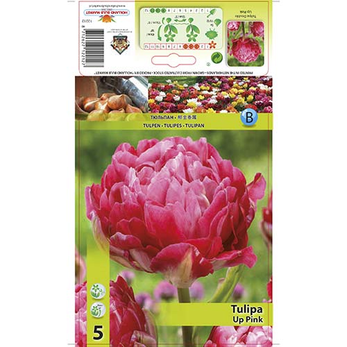 5 Stück, Tulpe Up Pink - Blumenzwiebeln: Ilość w opakowaniu: 5 Stück