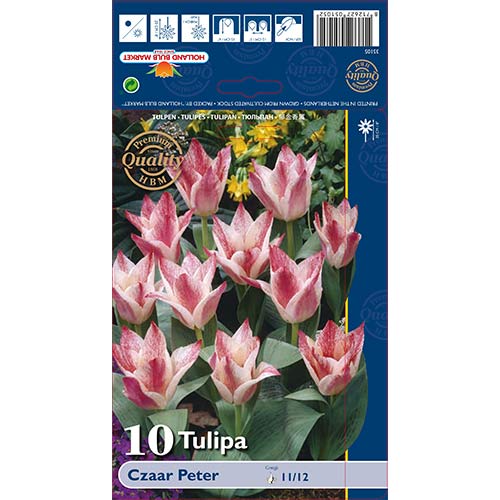 10 Stück, Tulpe Czaar Peter - Blumenzwiebeln: Ilość w opakowaniu: 10 Stück