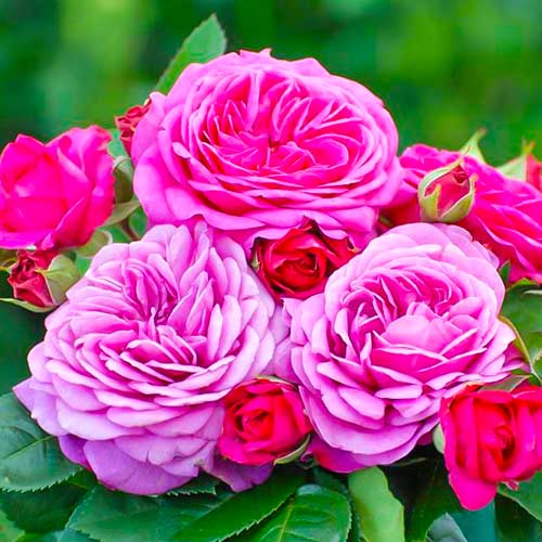 1 Pflanze(n), Rose Heidi Klum - Setzlinge: Ilość w opakowaniu: 1 Pflanze(n)