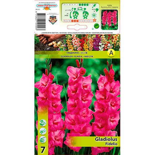 7 Stück, Großblumige Gladiole Fidelio - Zwiebeln: Ilość w opakowaniu: 7 Stück