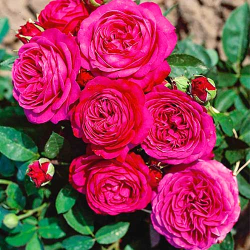 1 Pflanze(n), Rose Heidi Klum - Setzlinge: Ilość w opakowaniu: 1 Pflanze(n)