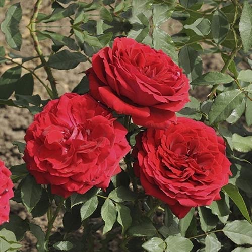 Rosa de flor grande Cherry Vaza , С3 - Plântulas: Ilość w opakowaniu: 1 plant