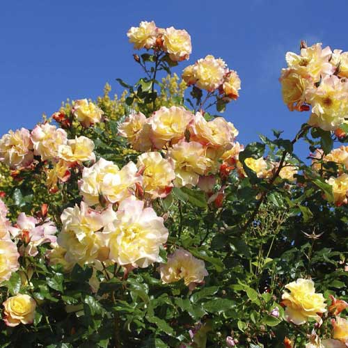 Rosa trepadeira Moonlight , С5 - Plântulas: Ilość w opakowaniu: 1 plant