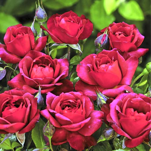 Rosa floribunda Hot Cocoa , C5 - Plântulas: Ilość w opakowaniu: 1 plant