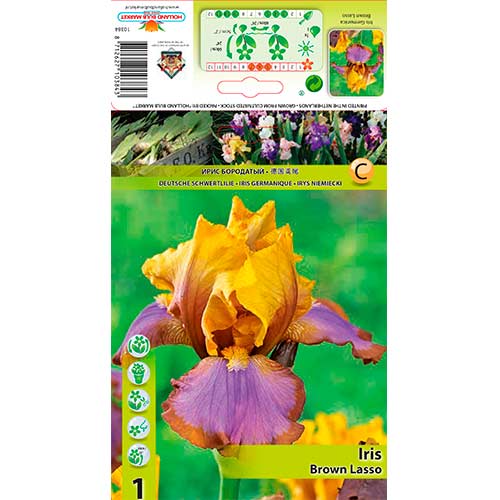 Íris barbuda Brown Lasso - Plantas perenes: Ilość w opakowaniu: 1 bulbe