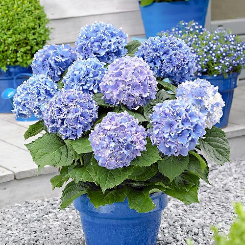 1 buc, Hortensia macrophylla Blue - Răsaduri: Mod de ambalare: 1 buc