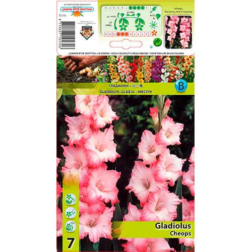 7 buc, Gladiole Cheops - Bulbi: Mod de ambalare: 7 buc