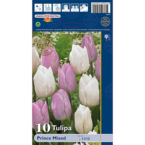 10 Stück, Tulpe Prince,farbmischung - Blumenzwiebeln: Ilość w opakowaniu: 10 Stück