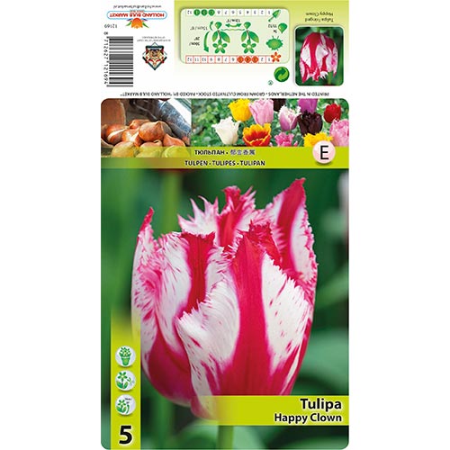 Tulip Happy Clown - Bulbos: Ilość w opakowaniu: 5 bulbe