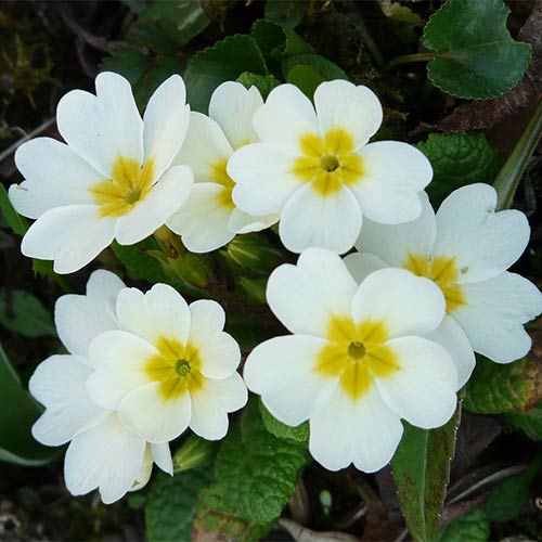 1 buc, Ciuboțica cucului (Primula) vulgaris White - Răsaduri: Mod de ambalare: 1 buc