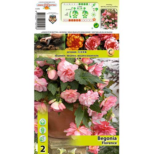2 cib, Begónie Picotee Cascade Florence - : Monžstvo balíkov: 2 cib