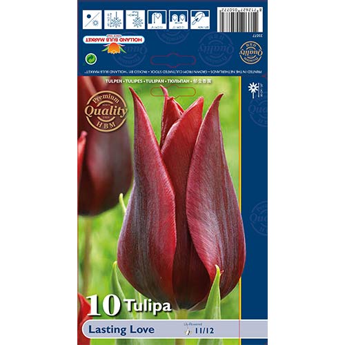 10 cib, Tulipán Lasting Love - : Monžstvo balíkov: 10 cib