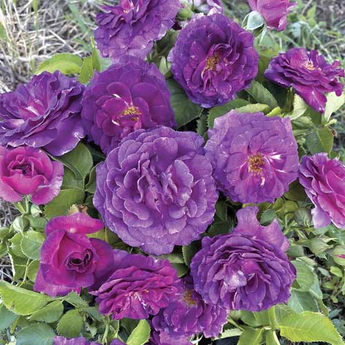 Rosa floribunda Minerva , C5 - Plántulas: Ilość w opakowaniu: 1 plantas
