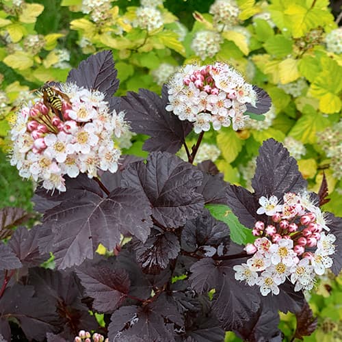 Physocarpus opulifolius Barón rojo, P9 - Plántulas: Ilość w opakowaniu: 1 plant