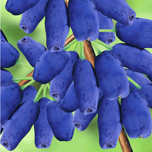 1 szt, Jagoda Kamczacka Honey Blue - Sadzonki: Ilość w opakowaniu: 1 sadz