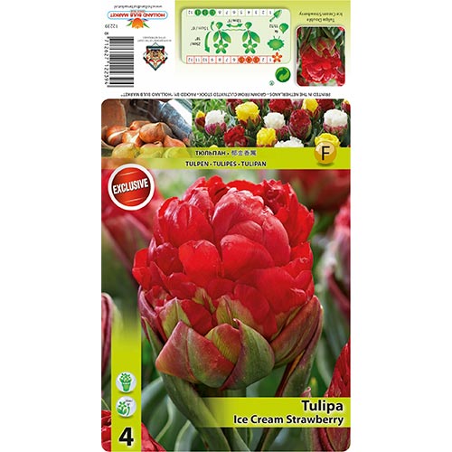 4 buc, Lalele Ice Cream Strawberry - Bulbi: Mod de ambalare: 4 buc