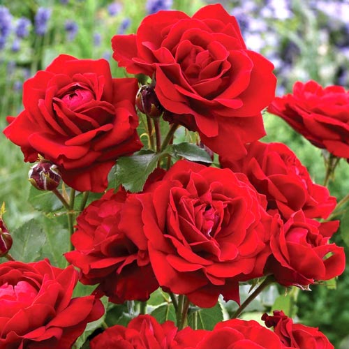 1 buc, Trandafir floribunda Black Cherry - Butași: Mod de ambalare: 1 buc