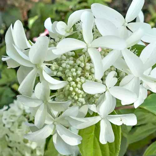1 db, Hortenzia paniculata Great Star - Palánták: Mod de ambalare: 1 db