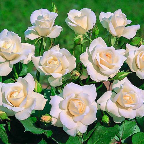 1 db, Rózsák floribunda Iceberg , C5 - Palánták: Mod de ambalare: 1 db