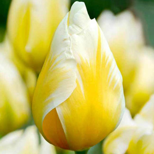 5 Stück, Tulpe Sweetheart - Blumenzwiebeln: Ilość w opakowaniu: 5 Stück