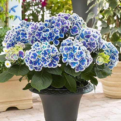 1 Stück, Gartenhortensie Bicolor Blue-White - Stauden: Ilość w opakowaniu: 1 Stück