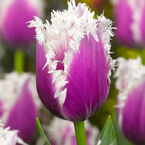 5 Stück, Tulpe Cummins - Blumenzwiebeln: Ilość w opakowaniu: 5 Stück