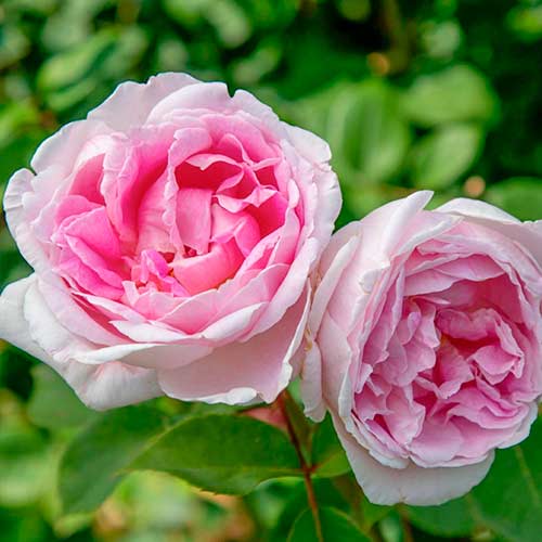 1 Pflanze(n), Großblütige Rose Dolce Luna - Setzlinge: Ilość w opakowaniu: 1 Pflanze(n)