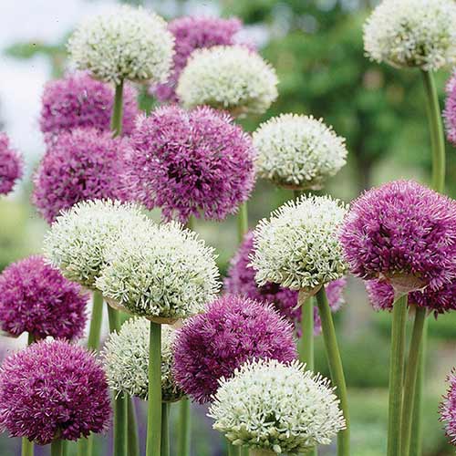 Tolles Angebot! Allium, Set von 2 Sorte - Blumenzwiebeln: Ilość w opakowaniu: 2 Stück