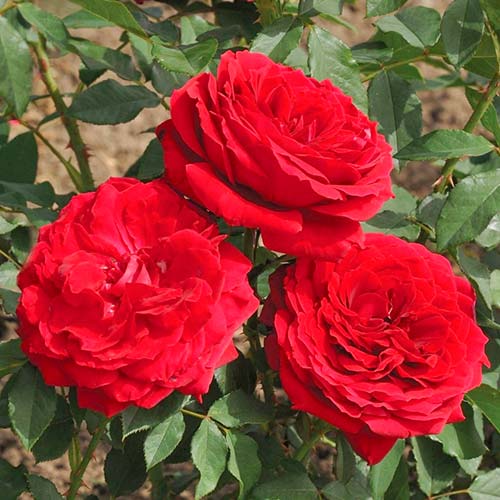 1 none, Großblütige Rose Cherry Vaza - Setzlinge: Ilość w opakowaniu: 1 none