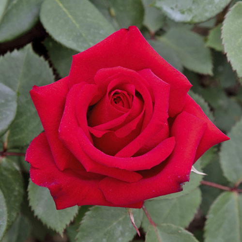Rosa de flor grande Valentino , C5 - Plântulas: Ilość w opakowaniu: 1 plant