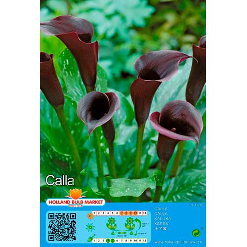 1 szt., Calla Black - Byliny: Ilość w opakowaniu: 1 szt.