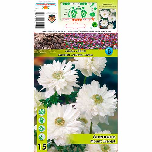 1 szt, Zawilec (Anemone) Double Mount Everest - Cebule: Ilość w opakowaniu: 15 szt.