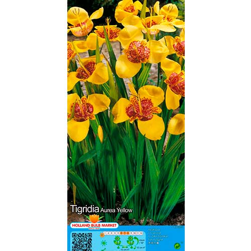 1 szt, Tygrysówka Yellow - Cebule: Ilość w opakowaniu: 10 szt.
