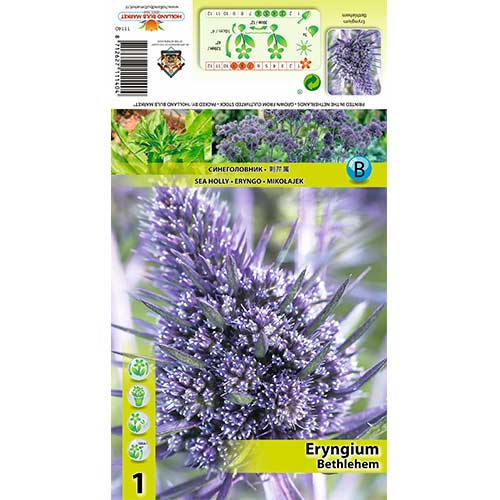 1 buc, Scai vânăt (Eryngium) Bethlehem - Bulbi: Mod de ambalare: 1 buc