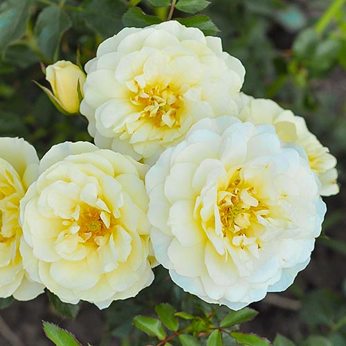 Ruža floribunda Yellow Pixie - : Monžstvo balíkov: 1 sad