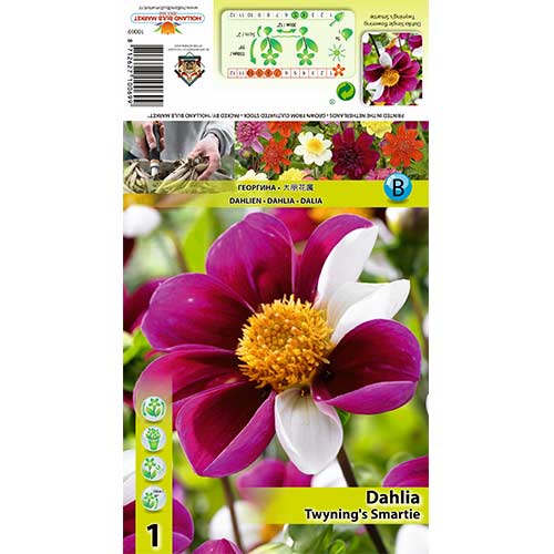 1 Stück, Dahlie Twyning‘s Smartie - Stauden: Ilość w opakowaniu: 1 Stück