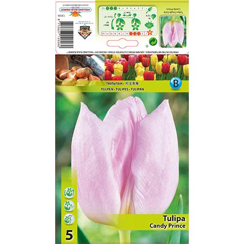 5 Stück, Tulpe Candy Prince - Blumenzwiebeln: Ilość w opakowaniu: 5 Stück