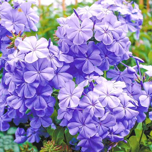 1 Stück, Plumbago auriculata - Stauden: Ilość w opakowaniu: 1 Stück