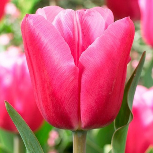 10 Stück, Tulpe Jumbo Pink - Blumenzwiebeln: Ilość w opakowaniu: 10 Stück