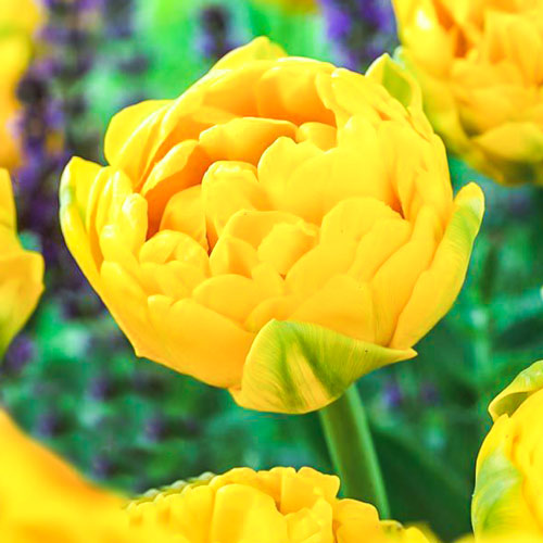 5 Stück, Tulpe Gold Fever - Blumenzwiebeln: Ilość w opakowaniu: 5 Stück