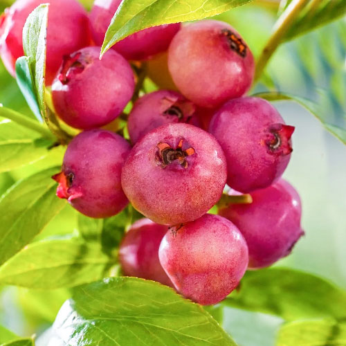 1 saz, Borůvka Pink Blueberry - : Monžstvo balíkov: 1 saz