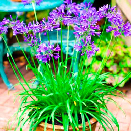 1 saz, Africká lilie (Agapanthus) Brilliant Blue - : Monžstvo balíkov: 1 saz