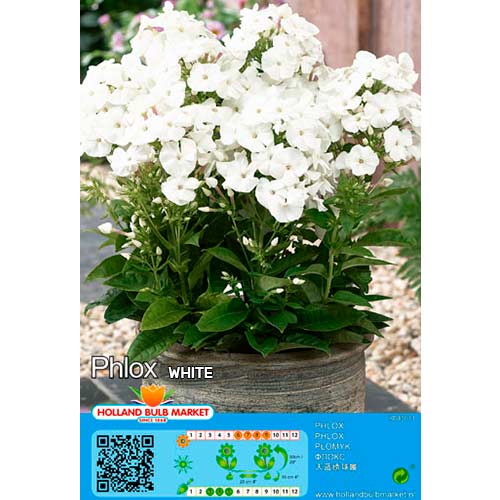 1 cib, Plaménka White - : Monžstvo balíkov: 1 cib