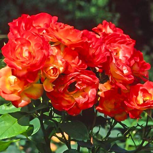 Ruža floribunda Pigalle 85 - : Monžstvo balíkov: 1 sad