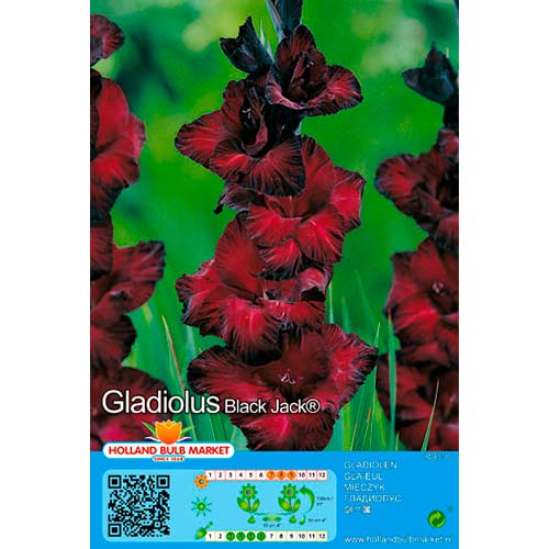 5 db, Kardvirág Black Jack - Hagymák: Mod de ambalare: 5 db