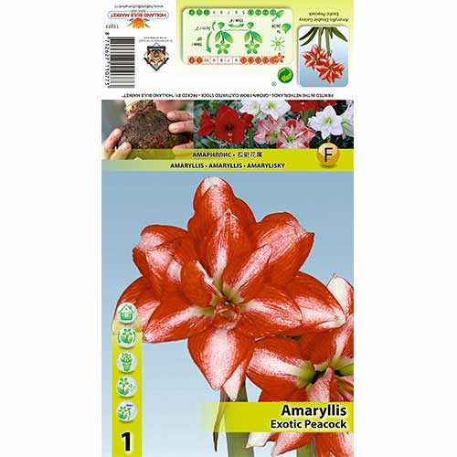 1 db, Szobaliliom (Amaryllis) Exotic Peacock - Hagymák: Mod de ambalare: 1 db