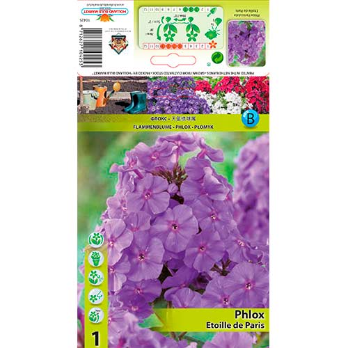 1 Stück, Flammenblume Etoille de Paris - Stauden: Ilość w opakowaniu: 1 Stück