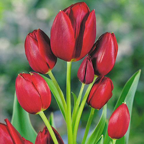 5 Stück, Tulpe Wallflower - Blumenzwiebeln: Ilość w opakowaniu: 5 Stück